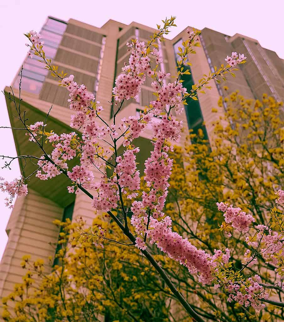 UofT, cherry blossoms, spring in Toronto, spring