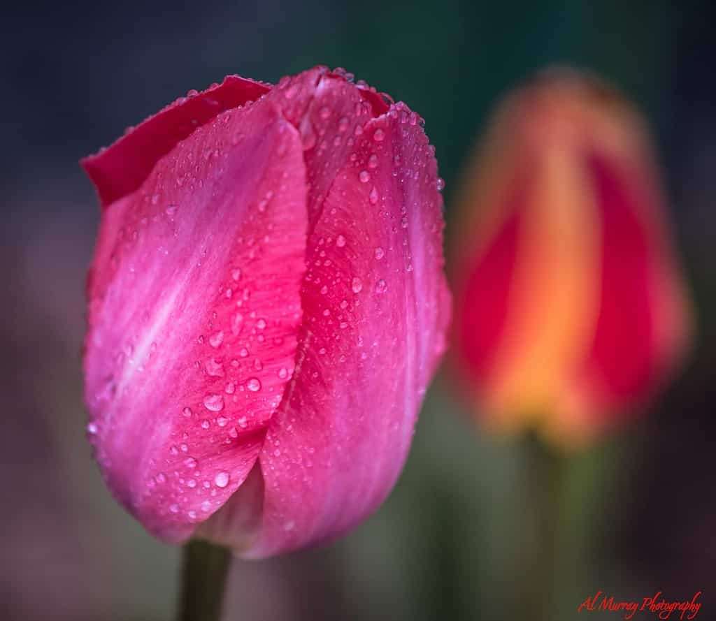 Toronto in Springtime, tulip, toronto islands, things to do in Toronto