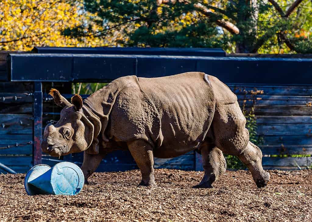 Toronto Zoo, Toronto, animals, Things to do in Toronto