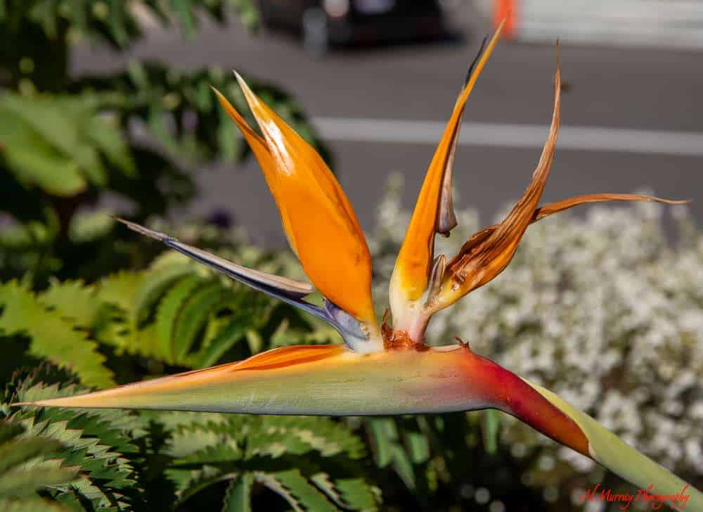 A vivid bird of paradise flower in full bloom, with orange and blue petals resembling a bird in flight, set against a lush green background and an out-of-focus street. A great example of the natural beauty seniors can enjoy while exploring Monte Carlo’s botanical spots.