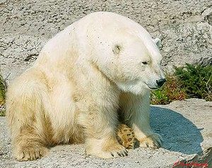 Polar bear exhibit at the Toronto Zoo