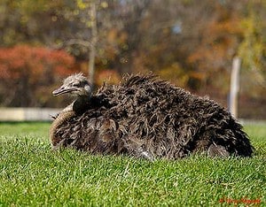 Ostrich soaking up the fall sunshine at the Toronto Zoo