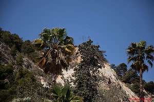 Rocky hillside dotted with palm trees and greenery under a clear blue sky near the Real Club de Tenis Barcelona. The natural landscape offers a peaceful escape close to the Barcelona Open Banc Sabadell venue, ideal for travel tips focused on relaxation between matches.