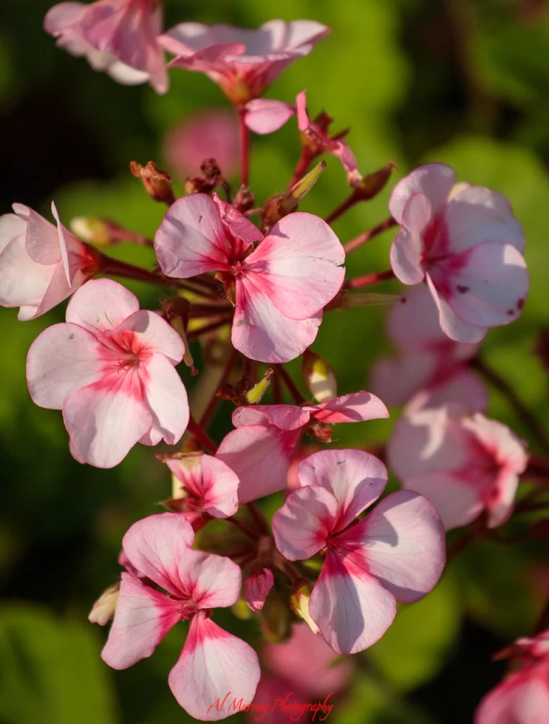 Cluster of soft pink cherry blossoms with deeper pink centers blooming against a blurred green background. These delicate flowers highlight High Park Toronto cherry blossoms during peak spring bloom.