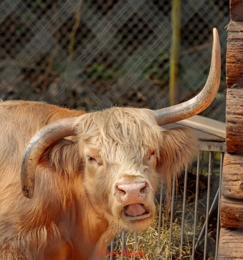 High Park Zoo is a great way for people of all ages to pass time.