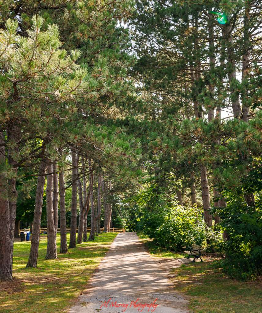 Sunlit walking path lined with tall trees and green foliage creating a peaceful shaded trail through High Park. This quiet nature scene reflects High Park Toronto in spring and summer with lush growth and a relaxing place to stroll.