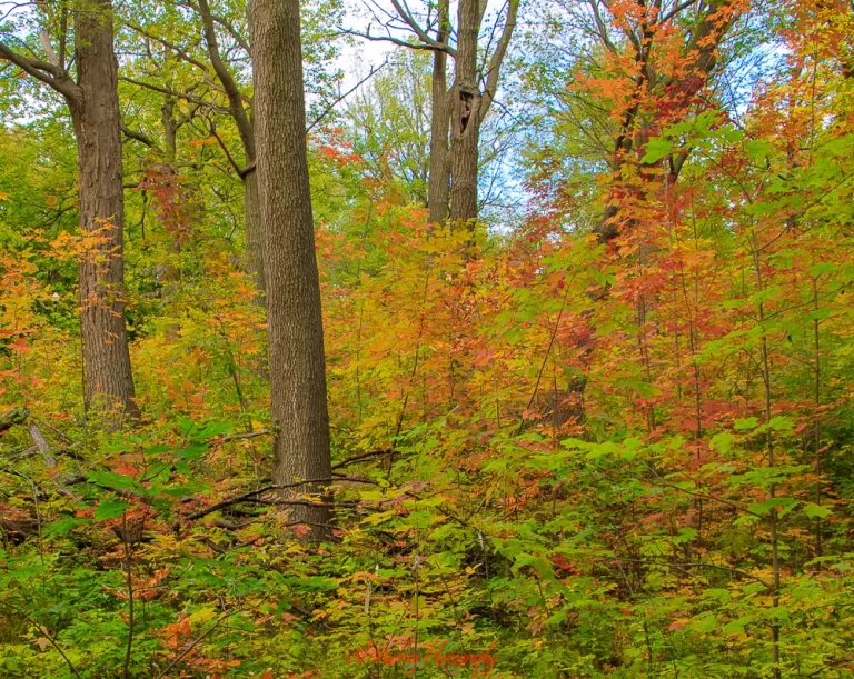 Mount Tremblant north of Montreal is a drive through scenic fall vistas
