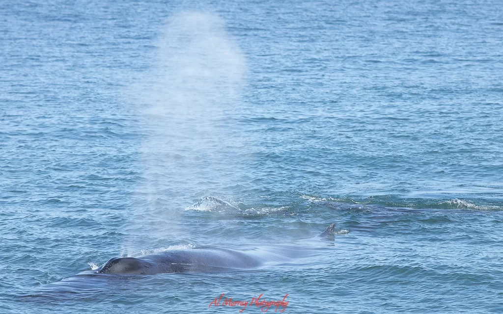 Winter Vacation spots like Puerta Vallarta are ideal for adventure seeking seniors...here is my whale watching adventure.