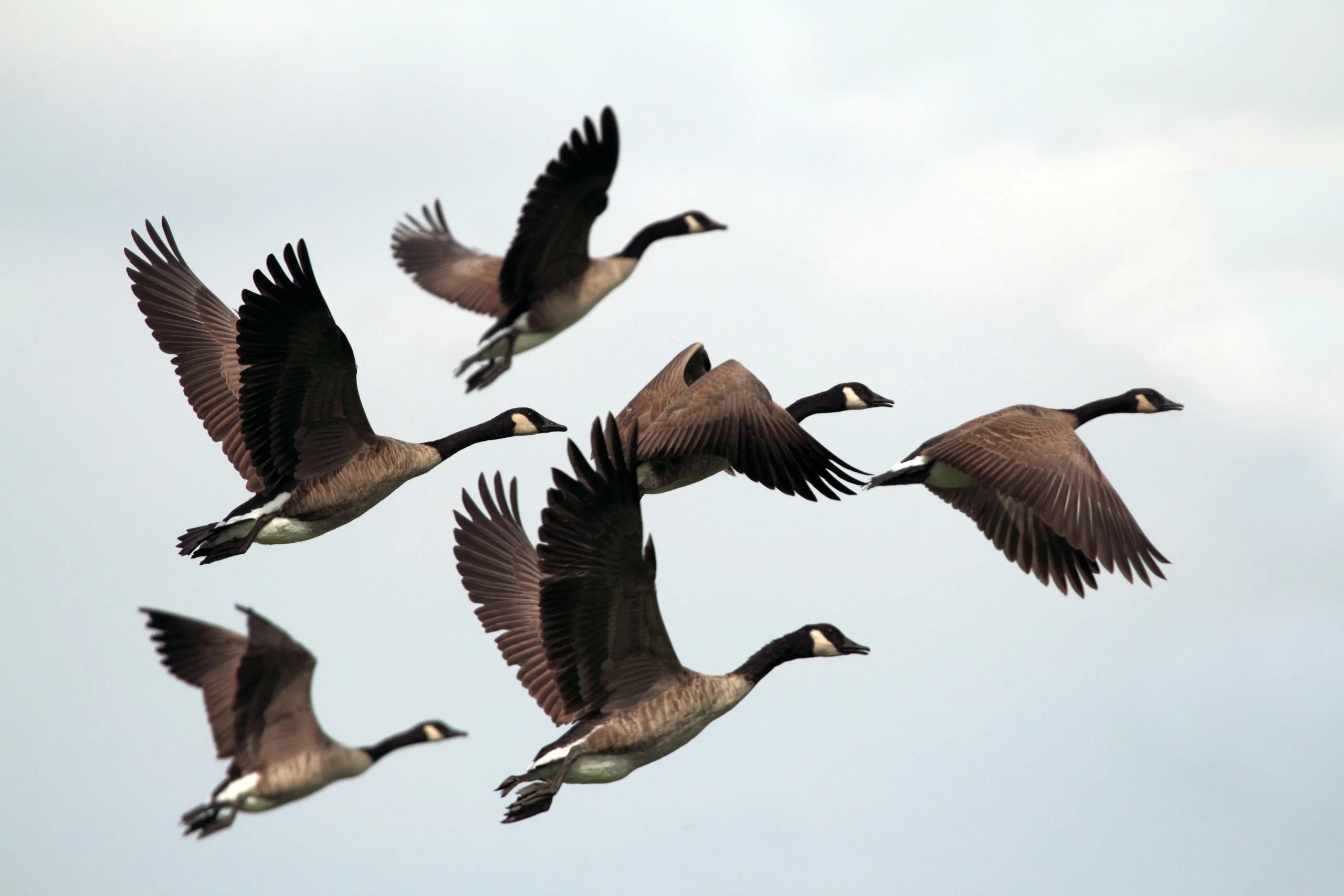 A flock of Canada geese with distinctive black necks and white chin straps soars through a cloudy sky, wings fully extended in graceful motion. Their large size and loud calls make them easy to spot and a great introduction to birdwatching for beginners.
