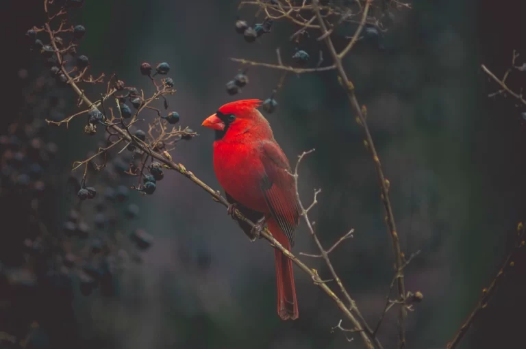 A vibrant male Northern Cardinal with striking red feathers and a black mask around its beak perches on a bare branch with clusters of dark berries. Its bold color and year-round presence make it a favorite and easy target in birdwatching for beginners.