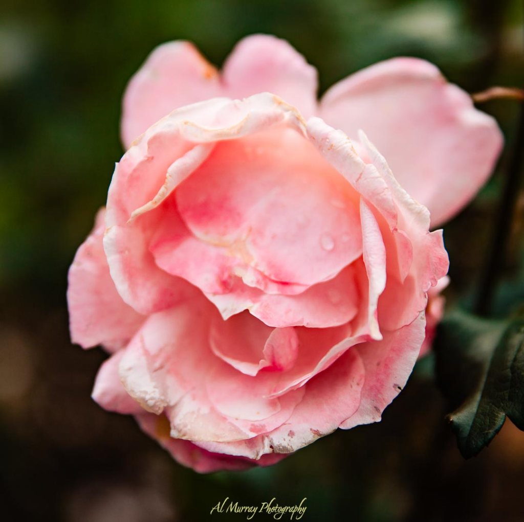 Close-up of a delicate pink rose with soft petals and dewdrops, captured against a blurred green background. This romantic floral detail adds a tender touch to a Nova Scotia romantic road trip, perfect for couples seeking scenic and intimate moments.