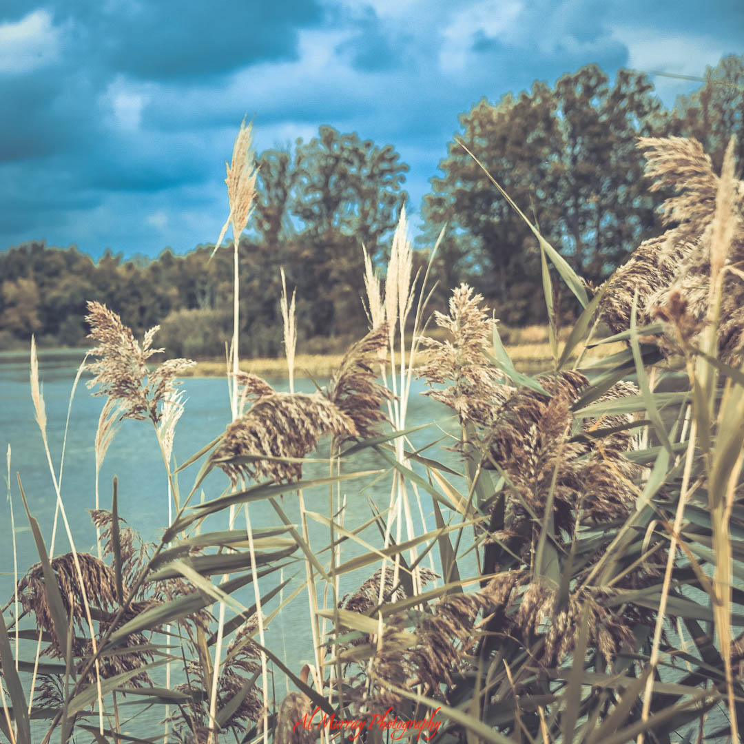 Windswept reeds in the foreground frame a tranquil marsh scene at Point Pelee, with soft light highlighting the water and forested backdrop under a moody spring sky. This peaceful wetland area is a key habitat during the Point Pelee spring bird migration, attracting birdwatchers and nature lovers alike.
