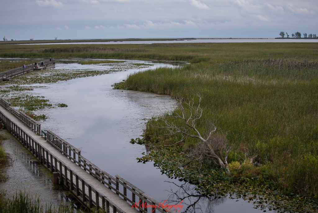 A peaceful wetland scene in Canada featuring a long wooden boardwalk winding through calm marshes and tall grasses under a cloudy sky. A few people stroll leisurely in the distance, enjoying the quiet natural surroundings. A serene stop for solo travel for seniors in Canada seeking low-impact outdoor exploration and birdwatching.