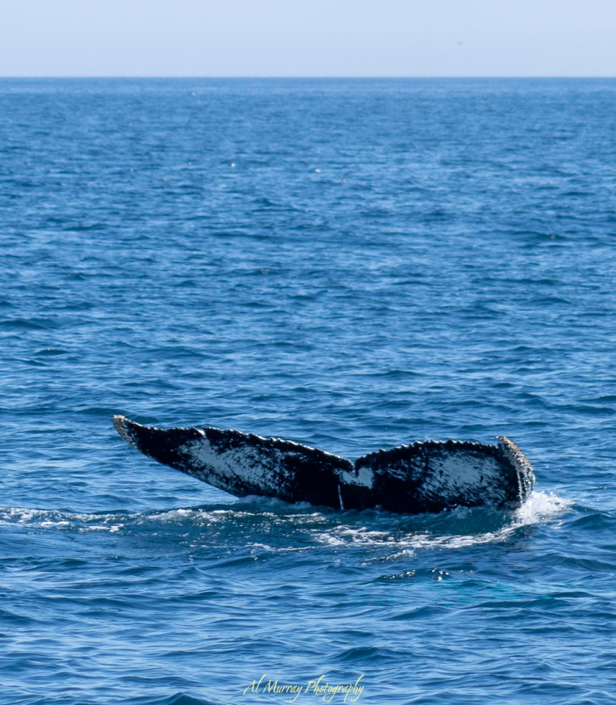 Whale tail rising above calm blue ocean water as the animal dives, with gentle ripples spreading across the surface. The image reflects seasonal wildlife experiences and coastal nature highlights that fit Canada spring travel by region, especially for whale watching destinations.