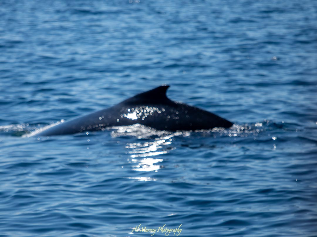 A whale surfaces gently in the glistening blue waters off the coast of Newfoundland, its dark fin and back catching the sunlight. Whale watching offers a peaceful and senior-friendly travel experience in Newfoundland's natural beauty.