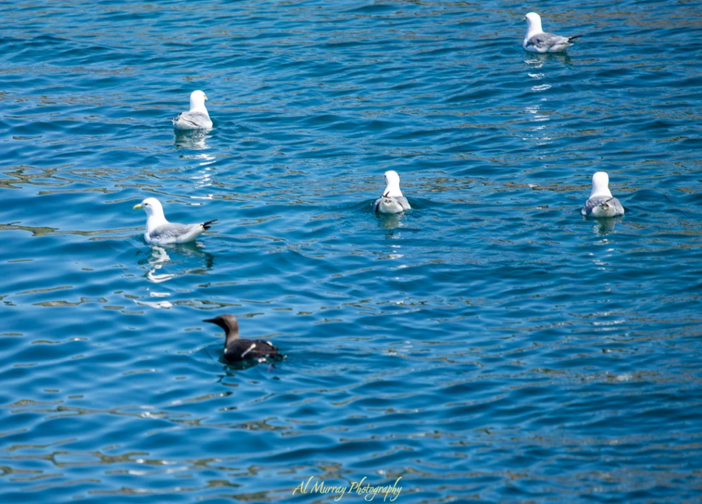 A group of seabirds, including five white gulls and one dark guillemot, float peacefully on the shimmering blue water. Birdwatching along the coast is one of the relaxing and scenic things to do in Newfoundland in spring.