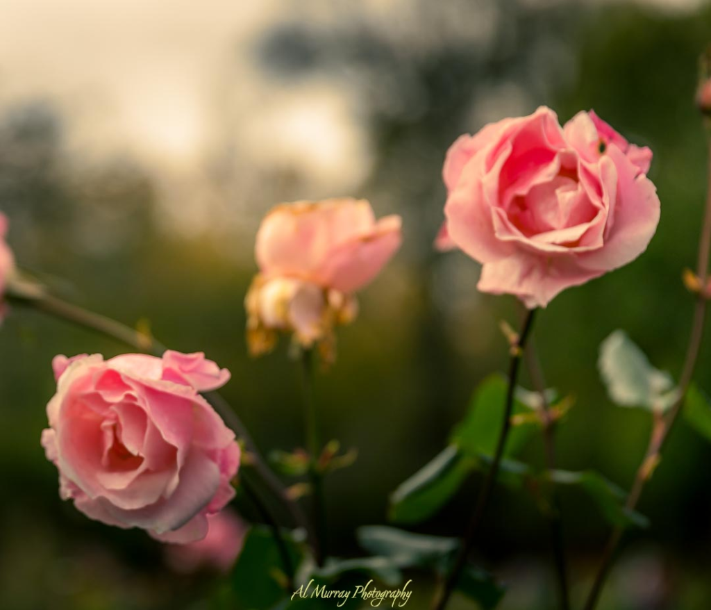 Soft pink roses in bloom with green leaves, photographed in warm spring light against a blurred garden background. The image conveys seasonal beauty and calm, making it a natural visual fit for a Canada spring travel planning guide focused on gardens, outdoor spaces, and springtime scenery.