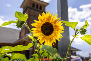 Bright yellow sunflower in full bloom with green leaves, photographed against a blue sky and a historic brick building in the background. The image captures the feeling of renewal and seasonal color, making it a visual fit for Canada spring travel by region content that highlights local scenery and landmarks
