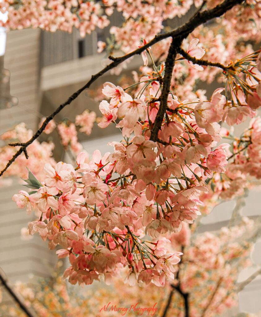 Clusters of soft pink cherry blossoms hanging from tree branches with a blurred building in the background, highlighting a calm and scenic nature moment featured in a Toronto summer travel guide for senior travelers.