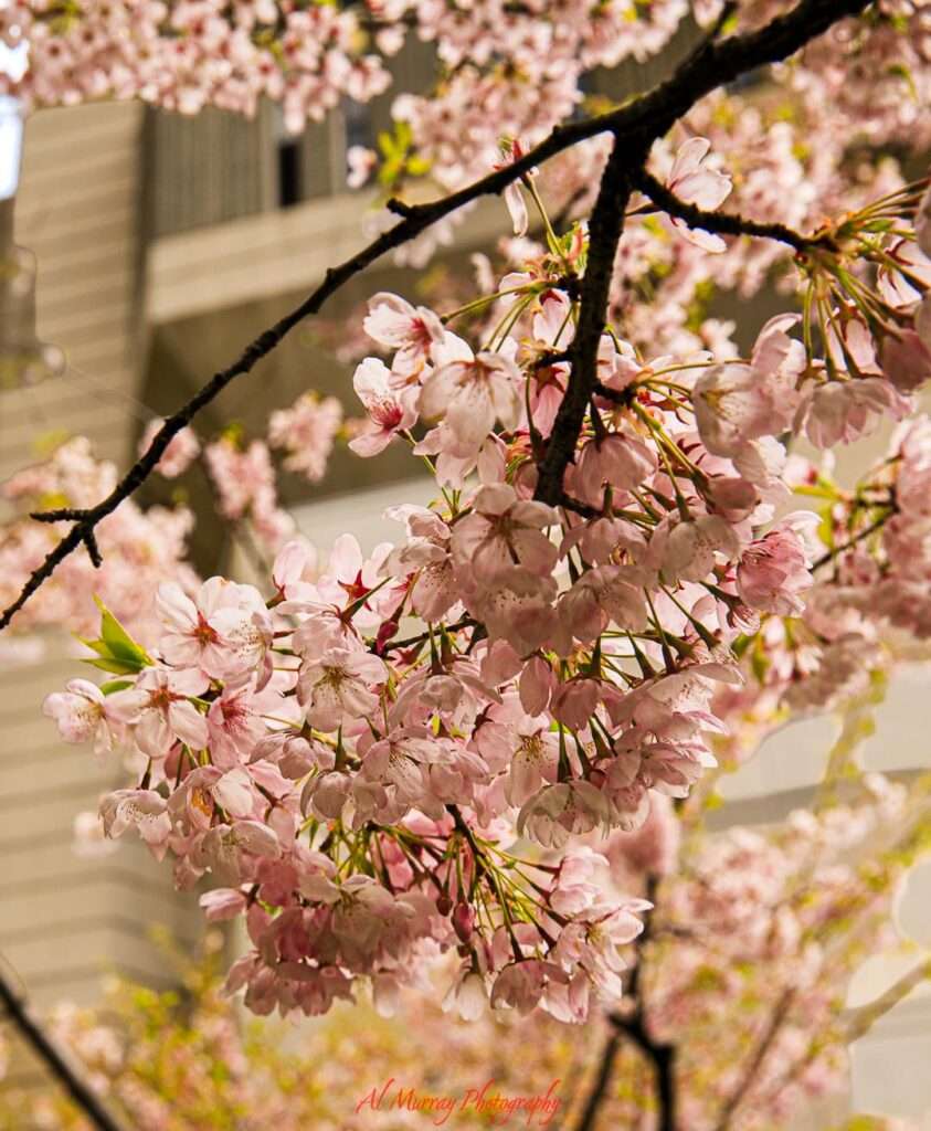 Close up of soft pink cherry blossoms clustered along a tree branch with delicate petals and fresh green leaves, set against a blurred urban building backdrop, reflecting the beauty of toronto spring and summer travel for seniors. The detailed blooms and warm sunlight highlight the peaceful seasonal charm that draws visitors to enjoy city parks and neighborhood streets in full spring color.
