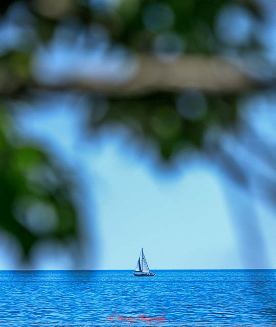 Small sailboat gliding across calm blue water under a clear sky, framed by softly blurred green leaves in the foreground, creating a peaceful lakeside view ideal for toronto spring and summer travel for seniors. The open horizon and gentle waves highlight a relaxing waterfront experience perfect for scenic boat watching and quiet seasonal getaways.