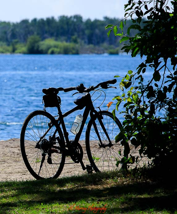 Silhouette of a bicycle parked on a sandy shoreline beside a calm blue lake, framed by leafy branches with a forested treeline in the distance, capturing a peaceful outdoor scene that reflects the best time to visit Toronto for seniors. The bright summer light and quiet waterfront setting highlight ideal weather for relaxed cycling and scenic lakeside outings.