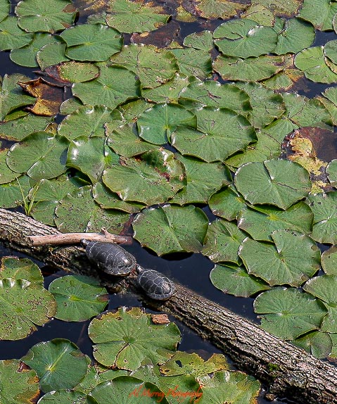 Two turtles resting on a fallen log surrounded by green lily pads in a quiet pond, showing a peaceful nature scene that reflects toronto summer travel tips for slowing down and enjoying local parks.