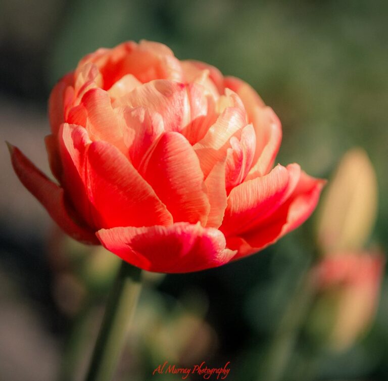 Close up of a red and cream tulip in bloom with soft sunlight and blurred greenery in the background, capturing a peaceful garden scene often enjoyed in a Toronto summer travel guide for seniors.