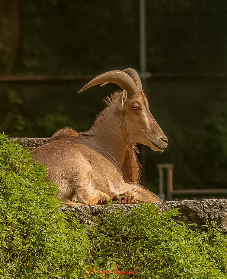 Light brown goat with curved horns resting on a rock surrounded by green foliage in a zoo setting, representing a relaxing outdoor stop included in a toronto itinerary 3 days summer.