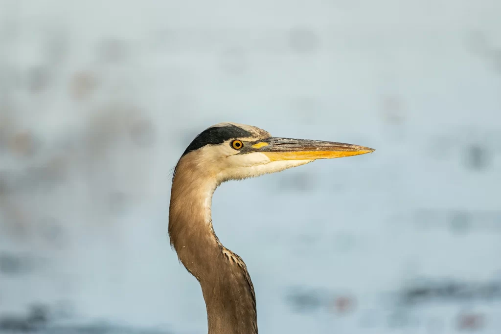 Close up profile of a great blue heron with a long sharp beak and golden eye standing against a soft blue water background, capturing the quiet beauty of northern wildlife. The crisp detail and calm lakeside setting reflect the best time to visit Yukon, when warmer seasons offer ideal conditions for birdwatching and peaceful nature viewing.