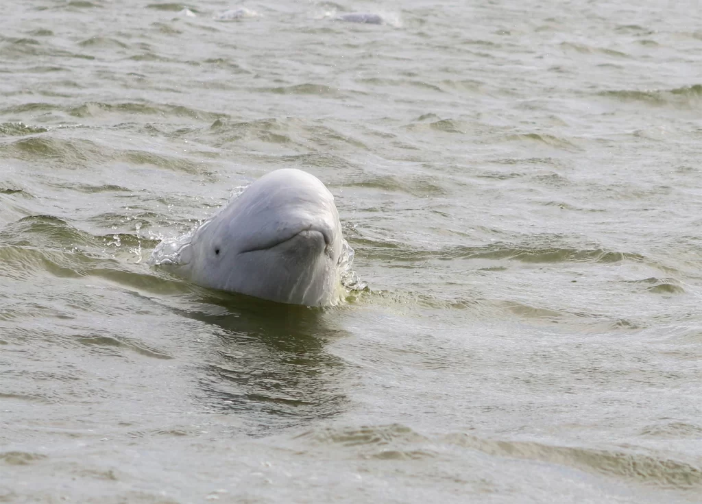Close up of a white beluga whale emerging from calm northern waters with gentle ripples surrounding its rounded head and small dark eye. The peaceful wildlife encounter reflects the natural beauty behind the question Is Canadian North travel safe for seniors, highlighting guided and respectful viewing experiences in remote Arctic regions.