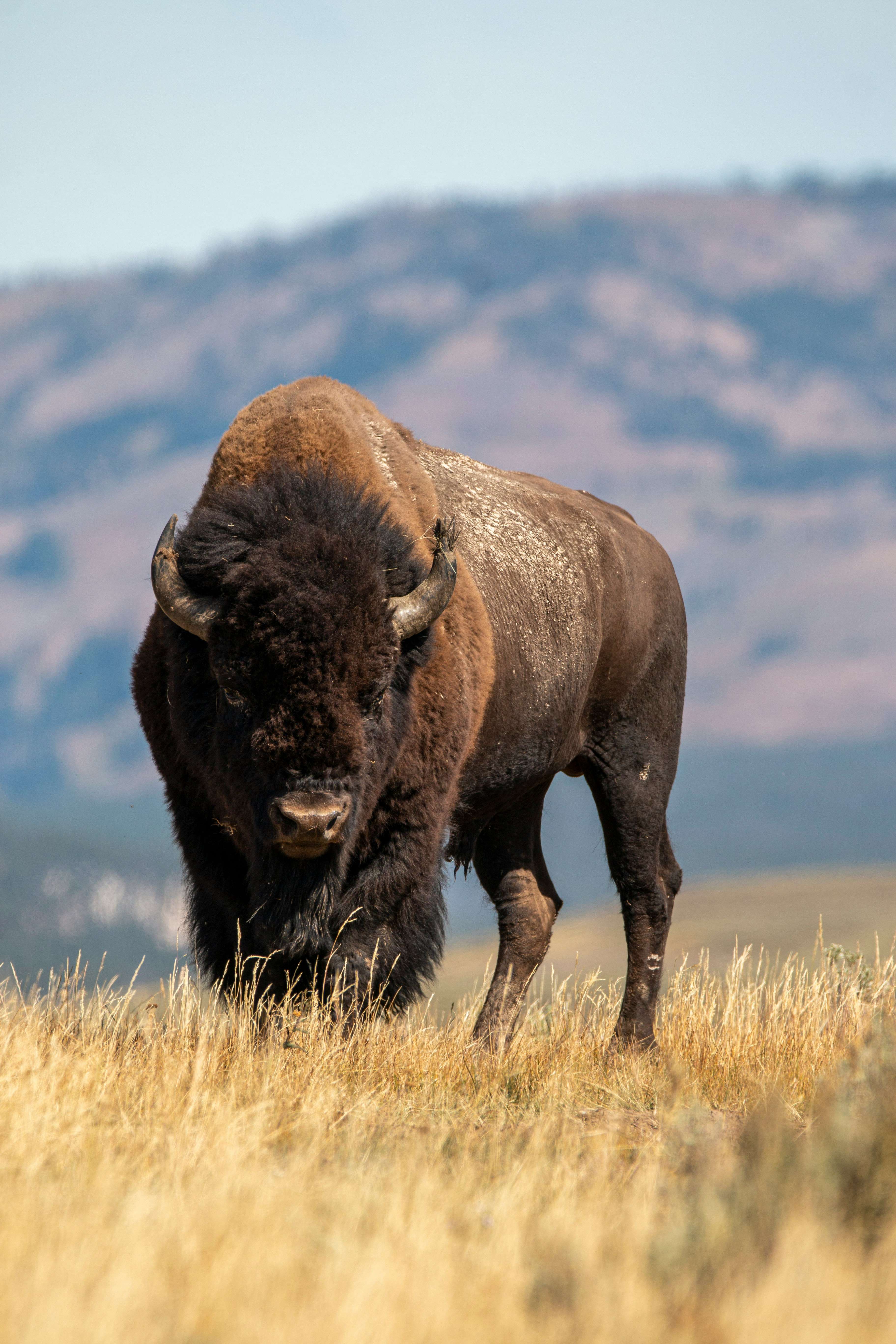 Large bison standing in golden prairie grass with soft blue mountains blurred in the background. The powerful wildlife sighting reflects the kind of nature encounters travelers hope for during western canada adventures.