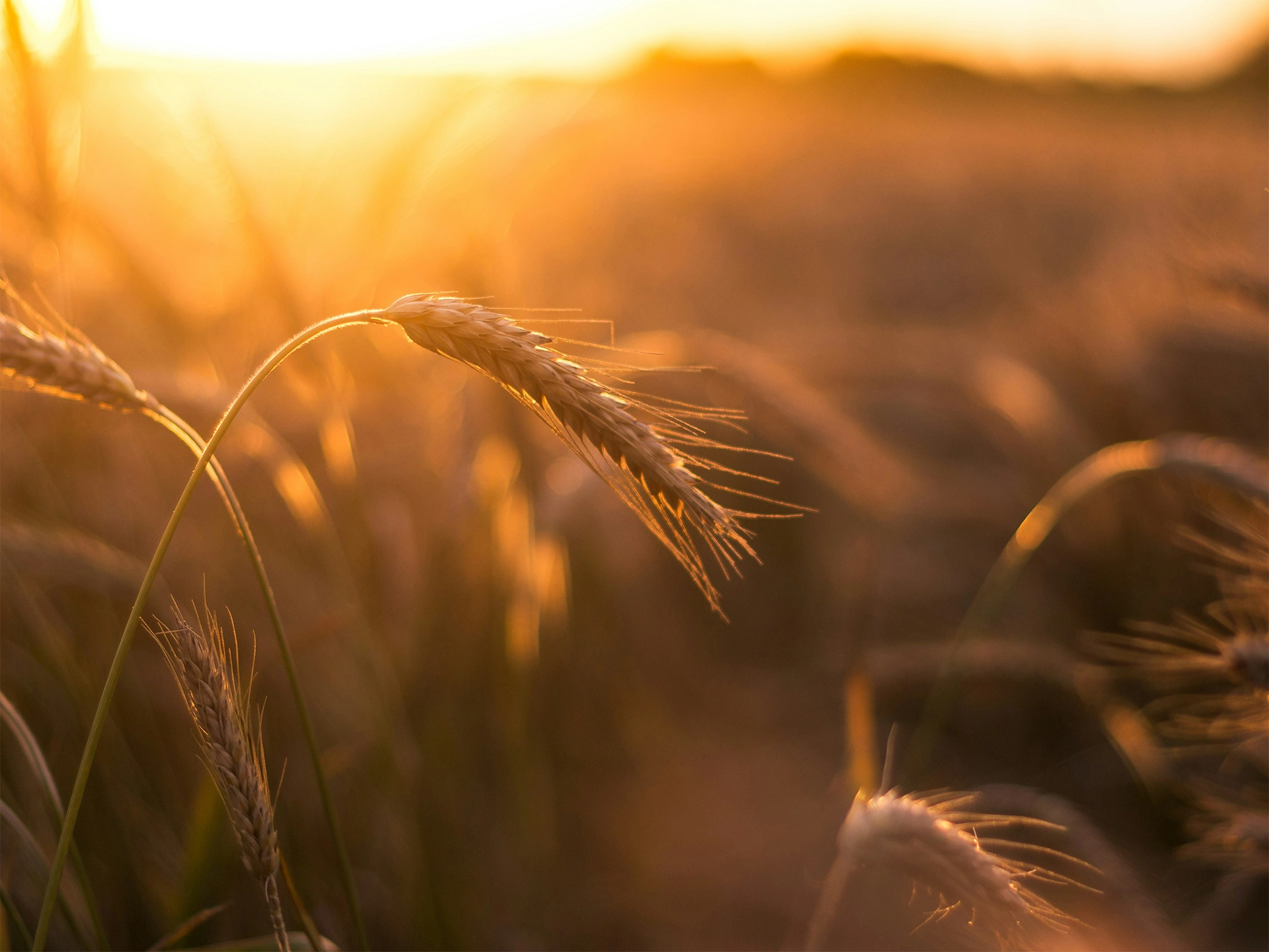 Close view of a golden wheat head bending in a sunlit field as warm sunset light glows across the grain and blurred prairie landscape behind it. The peaceful farmland scene reflects the wide open landscapes often seen during spring and summer travel in western canada.