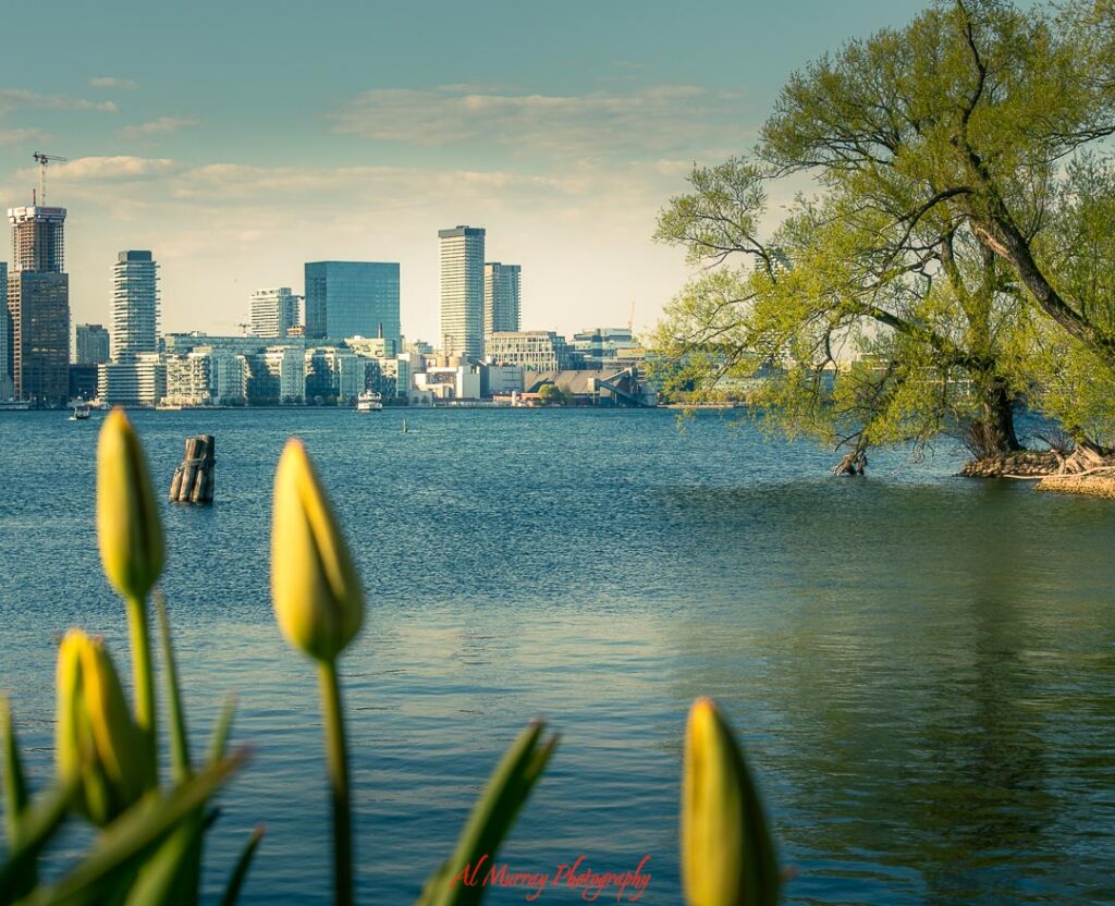Toronto skyline across the waterfront with modern high rise buildings reflected in calm lake water and tree branches framing the right side. Soft sunlight and budding flowers in the foreground highlight a scenic area near Toronto neighbourhood hotels popular for lakeside views.