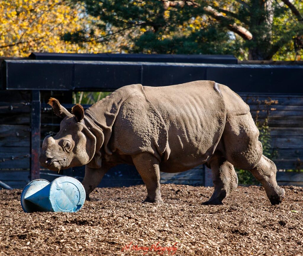 Rhinoceros walking across a dirt enclosure with a blue barrel toy on the ground and trees in the background at a Toronto zoo. Outdoor attractions like this offer family friendly activities near areas to consider when deciding where to stay in Toronto.