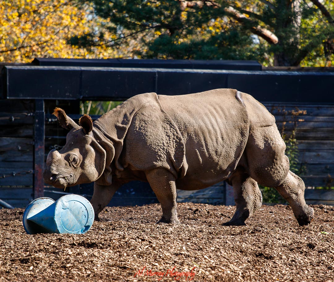 Toronto Zoo guide Rhinoceros walking through its Toronto Zoo habitat, featured in this Toronto Zoo guide for mature visitors.