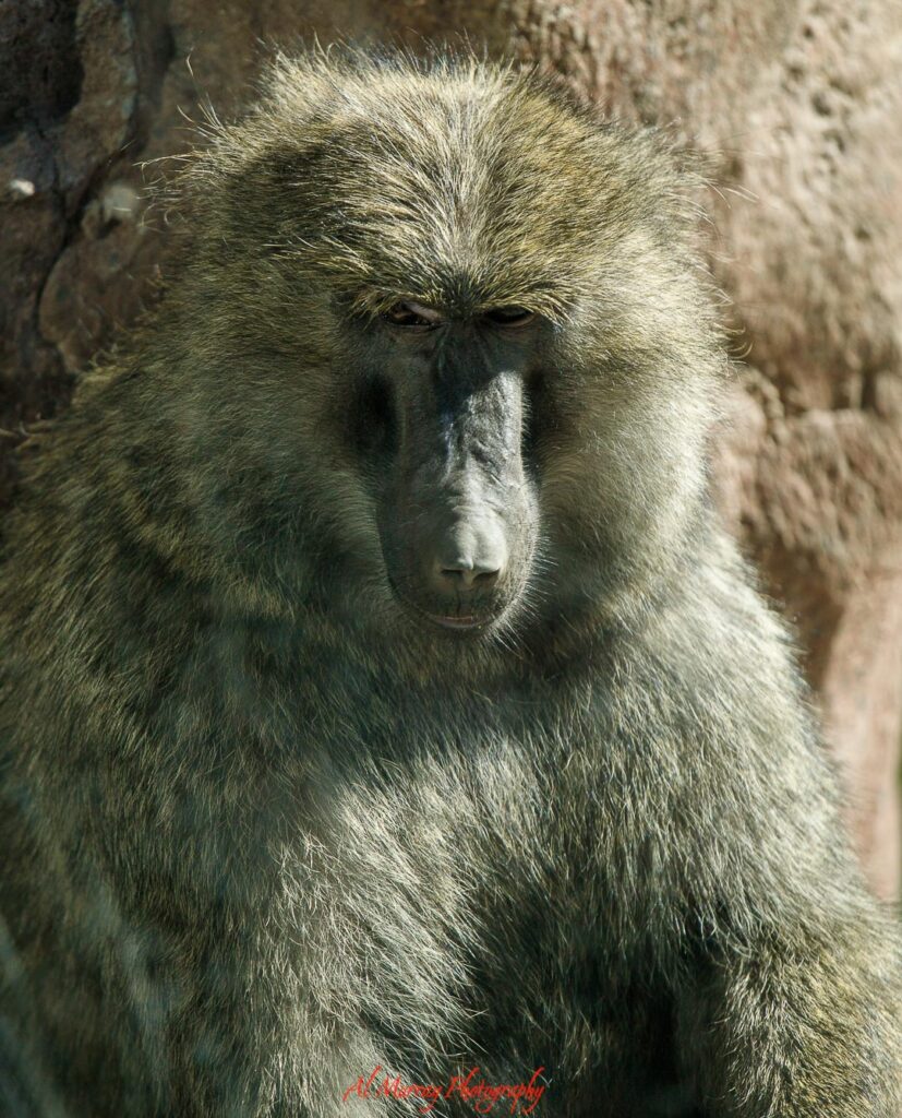 Close up of a baboon with thick grey fur and a long narrow face looking downward against a rocky background. Wildlife experiences like this highlight attractions near areas to consider when choosing Toronto hotels by neighbourhood.