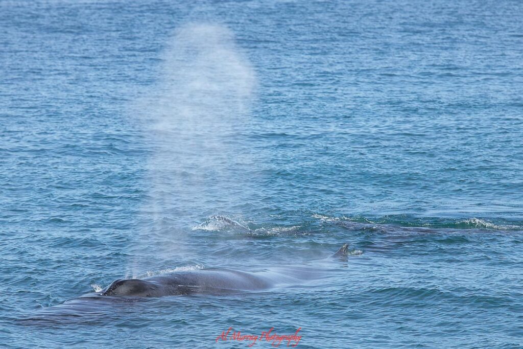 Whale surfacing in calm blue ocean water with a tall misty spout rising into the air and gentle ripples spreading across the surface. A memorable wildlife sighting often included on cruises that adds context to cruise pricing explained by highlighting the kinds of experiences that can shape a voyage’s value.