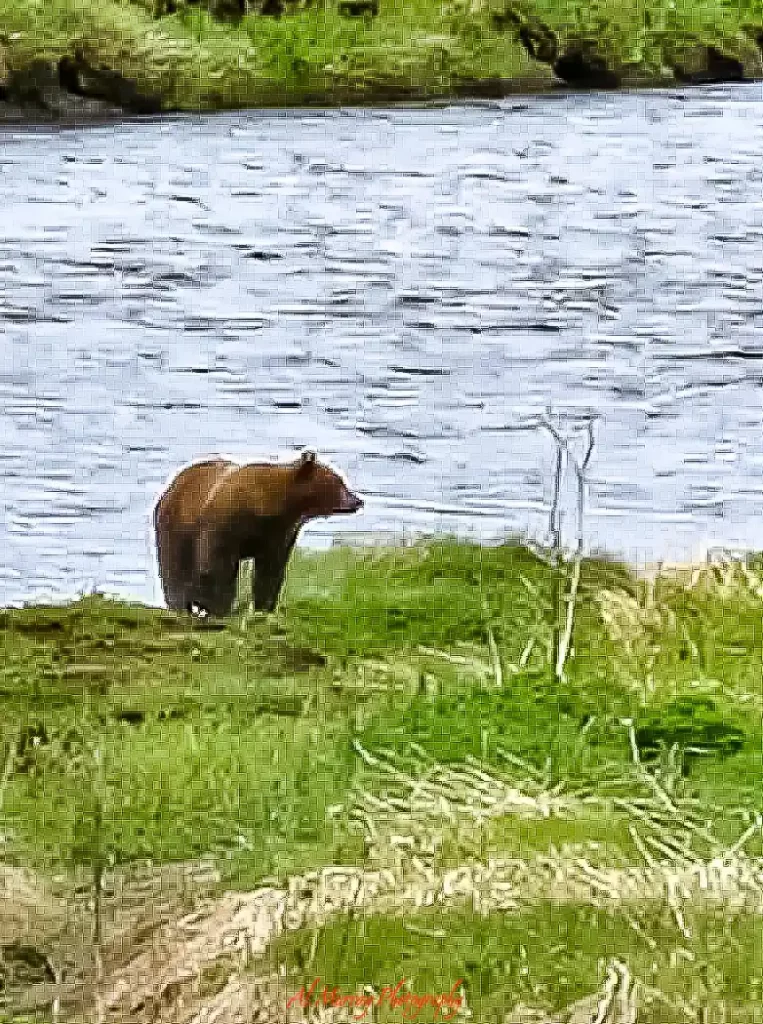 Brown bear standing on a grassy riverbank beside calm water in a remote wilderness setting. Wildlife encounters like this are one reason what type of traveller enjoys cruises often includes nature lovers and adventure focused travelers.
