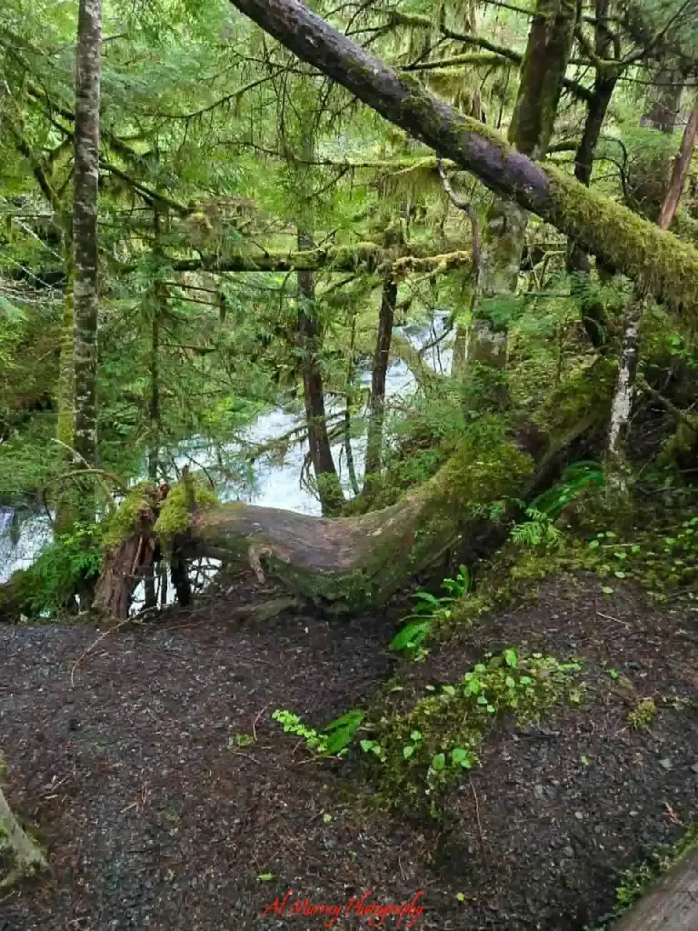 A lush green forest filled with moss covered trees surrounds a narrow rushing stream, creating a quiet scene of dense Pacific Northwest wilderness. This peaceful natural landscape reflects the scenic contrasts and immersive shore excursions often remembered in a Vancouver to Tokyo cruise review