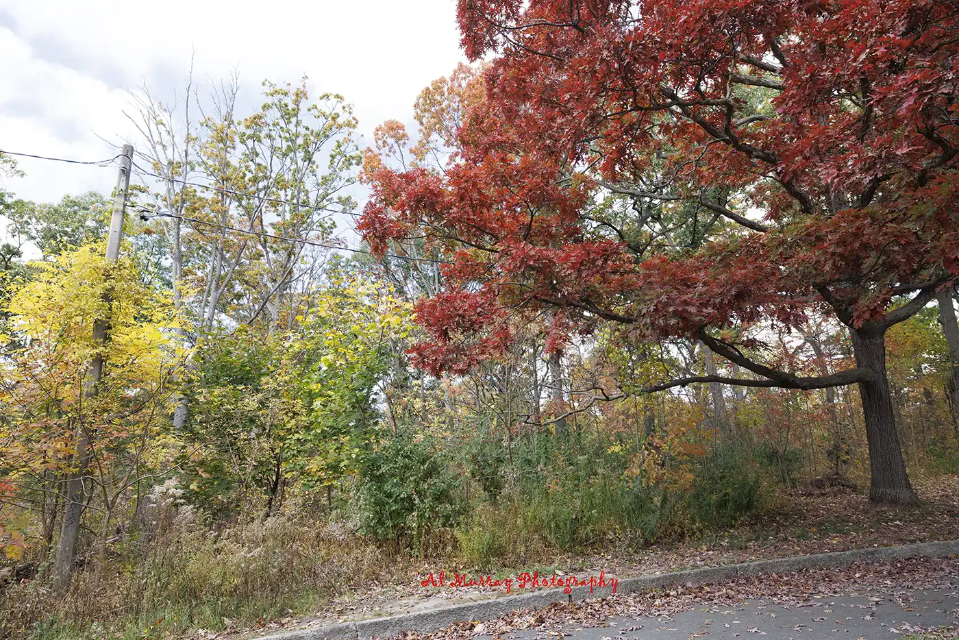 A large tree with bright red fall leaves stretches over a quiet roadside beside green shrubs and yellow foliage in Toronto. The autumn colors help show why Toronto is worth visiting in fall and winter