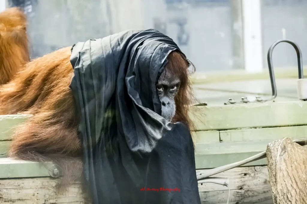 An orangutan rests behind glass with a dark cloth draped over its head and shoulders in an indoor habitat. The scene could represent a zoo visit as part of accessible things to do in Toronto