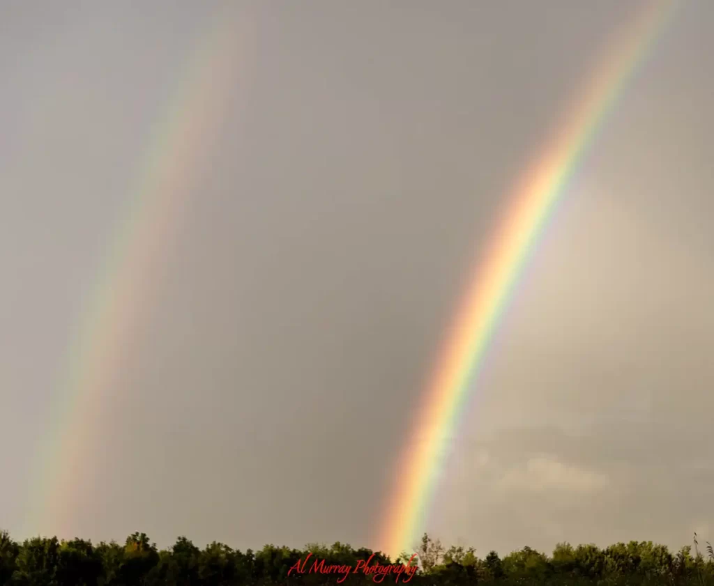 A bright double rainbow arcs above a dark green treeline beneath a gray and golden sky during a Windsor Essex Getaway. The lower edge includes the red watermark "Al Murray Photography".