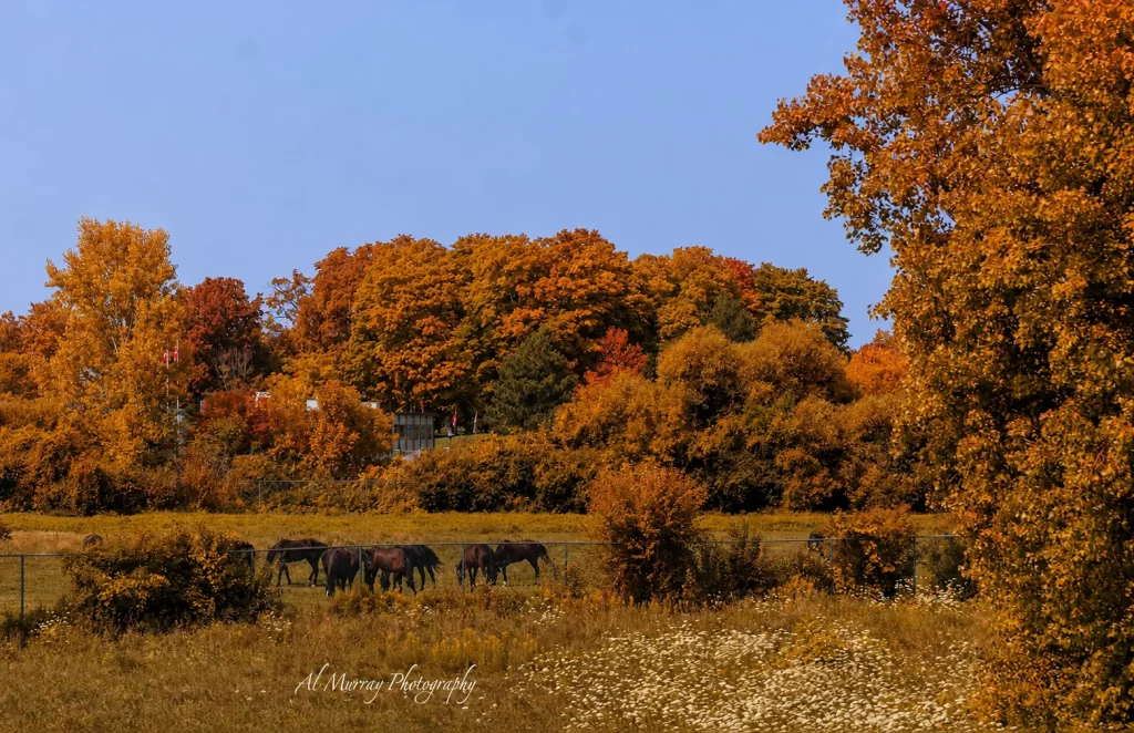Several horses graze in a fenced meadow surrounded by dense orange and gold autumn trees beneath a clear blue sky. The peaceful countryside scene adds a rural fall stop to a Quebec and Ontario itinerary and the watermark reads "Al Murray Photography".