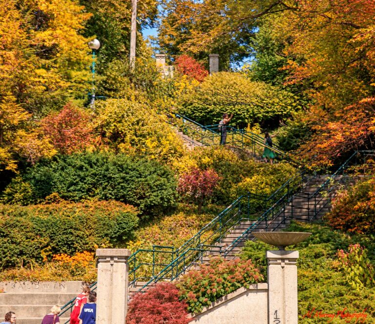 The Baldwin Steps in Toronto climb through dense yellow orange and red autumn foliage with several people walking along the stairways. The stone wall marked "BALDWIN" and leafy surroundings show a scenic part of the city to explore when choosing the best area to stay in Toronto for solo travellers.