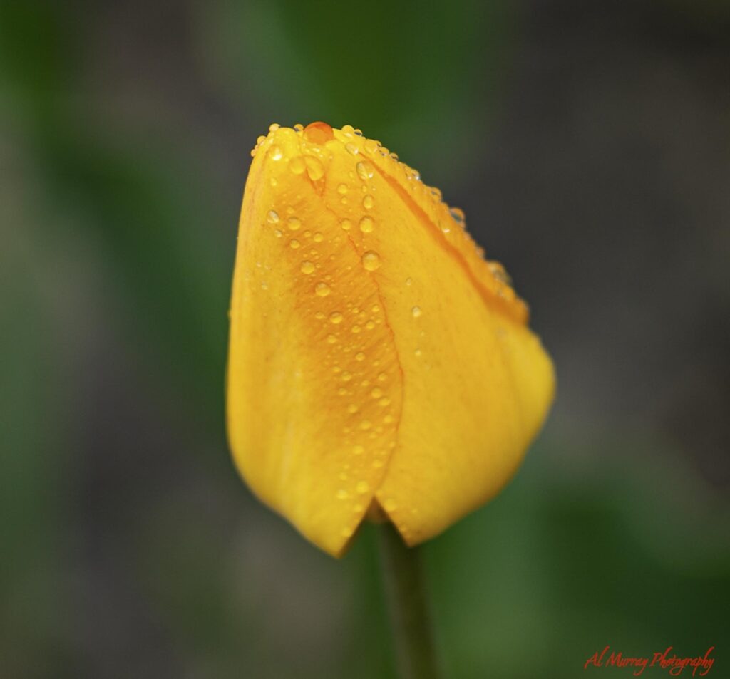 things to do in Toronto indoors Close up of a bright yellow tulip covered in fresh raindrops against a softly blurred green background. The rain soaked flower adds a colorful detail to content about Toronto rainy day activities.