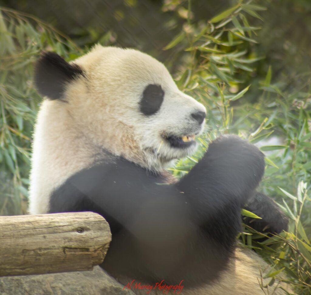 Toronto Zoo guide Giant panda sitting among green bamboo at the Toronto Zoo with one paw raised as it eats. A close up wildlife encounter featured in this Toronto Zoo guide.