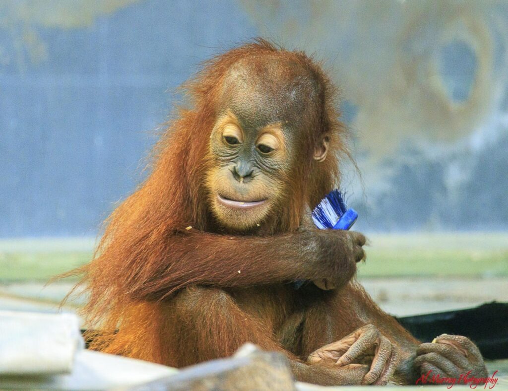 Toronto Zoo guide Young orangutan at the Toronto Zoo sitting with its legs crossed while holding a small blue brush. A memorable animal encounter to look out for when following Toronto Zoo tips.