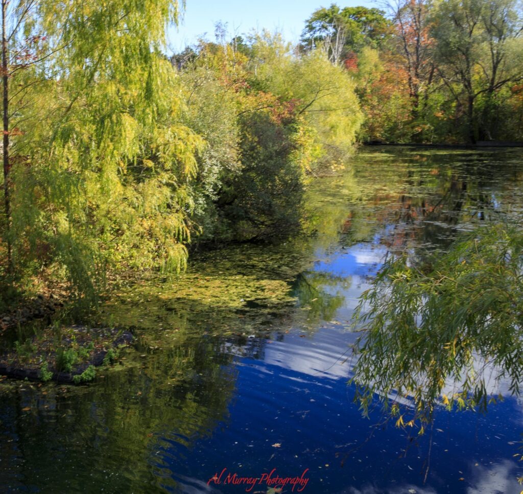 Toronto Zoo guide Calm pond at the Toronto Zoo surrounded by dense green and autumn colored trees with blue sky and clouds reflected in the water. This peaceful natural area shows the landscaped scenery visitors can expect while following a Toronto Zoo Guide.